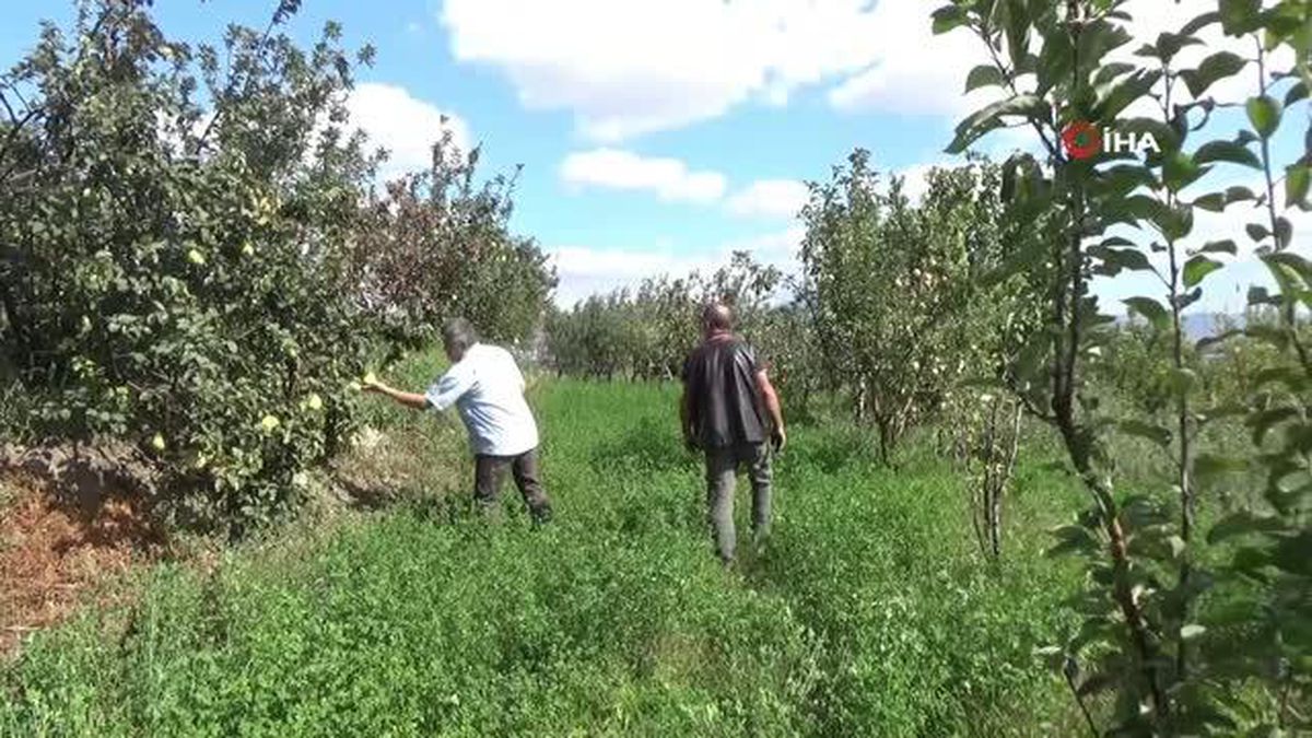 Armut ağacı sonbaharda çiçek açtı