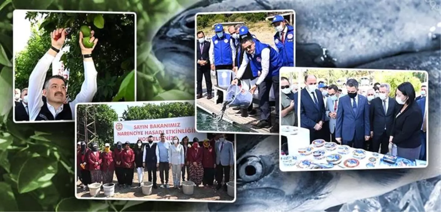 BAKAN PAKDEMİRLİ ADANA'DA BALIK BIRAKMA VE LİMON HASADI PROGRAMLARINA KATILDI