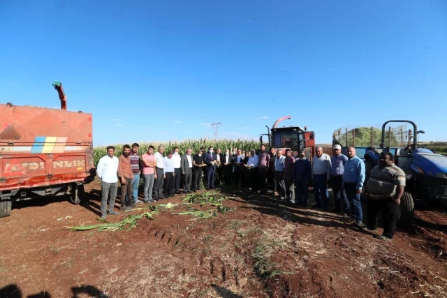 Şahinbey Belediye Lideri Tahmazoğlu, çiftçilerle mısır topladı