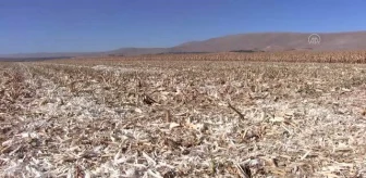 KAHRAMANMARAŞ - 'Cin mısırı' 26 ülkeye ihraç ediliyor