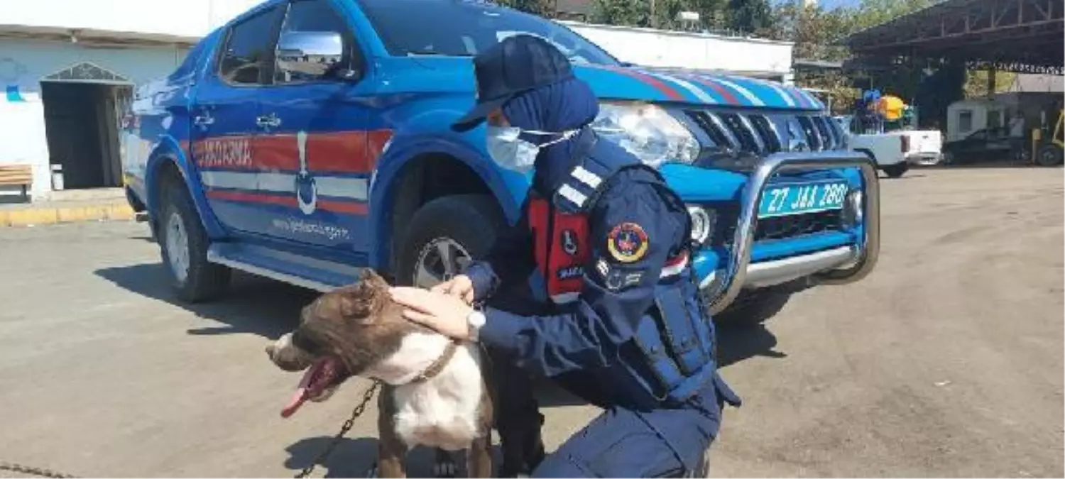 Otomobile bağladığı köpeği koşturan sürücüye 2 bin 102 TL ceza