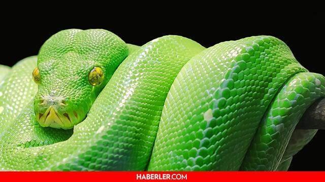 Rüyada yılan görmek ne anlama gelir? Rüyada siyah, sarı, yeşil ve beyaz yılan görmek ne anlama gelir? Rüyada yılan görmek diyanete göre ne demektir?