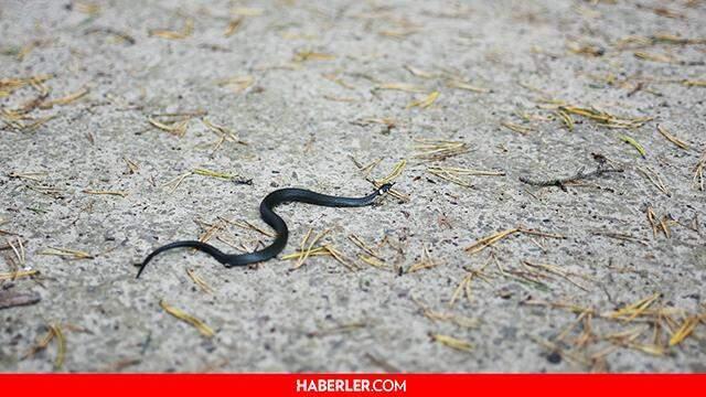 Rüyada yılan görmek ne anlama gelir? Rüyada siyah, sarı, yeşil ve beyaz yılan görmek ne anlama gelir? Rüyada yılan görmek diyanete göre ne demektir?