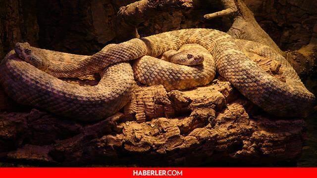 Rüyada yılan görmek ne anlama gelir? Rüyada siyah, sarı, yeşil ve beyaz yılan görmek ne anlama gelir? Rüyada yılan görmek diyanete göre ne demektir?