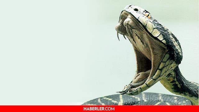 Rüyada yılan görmek ne anlama gelir? Rüyada siyah, sarı, yeşil ve beyaz yılan görmek ne anlama gelir? Rüyada yılan görmek diyanete göre ne demektir?