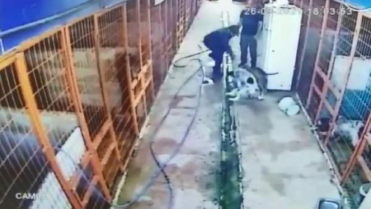 Son dakika haber | TUZLA'DA KÖPEĞİ AV TÜFEĞİ İLE VURAN KİŞİ KAMERADA - Vimarsana News