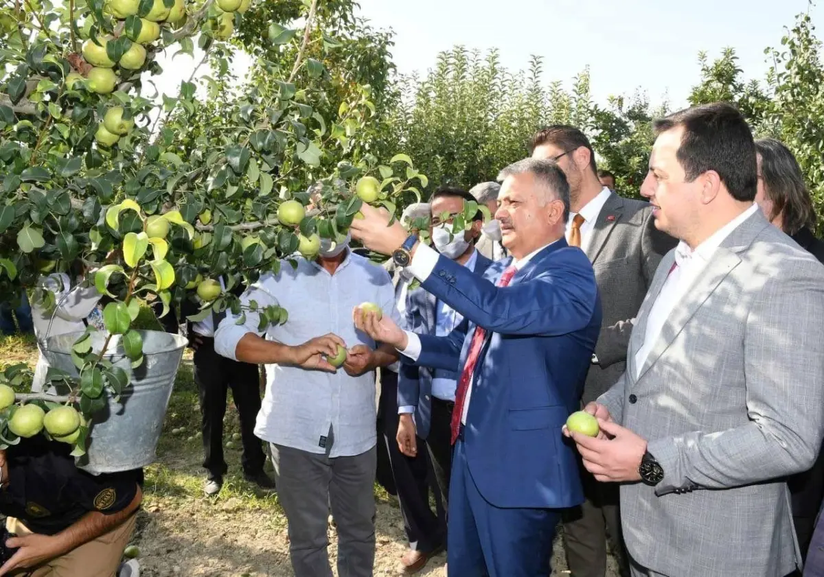 Vali Yazıcı, Korkuteli'nin ünlü karyağdı armudunun hasadına katıldı