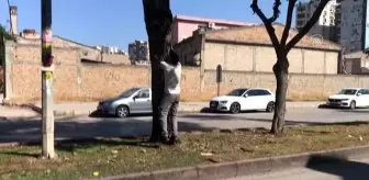 İtfaiye Daire Başkanlığı: 3 gün ağaçta mahsur kalan kedi, kurtarılacağı sırada aşağı indi İtfaiye Daire Başkanlığı: 3 gün ağaçta mahsur kalan kedi, kurtarılacağı sırada aşağı indi