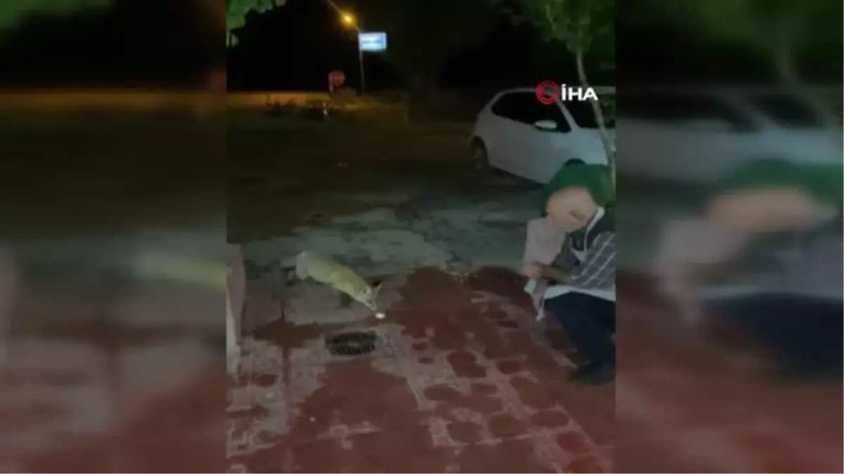 Bir kez yemek verdi, tilki lokantanın daimi ziyaretçisi oldu