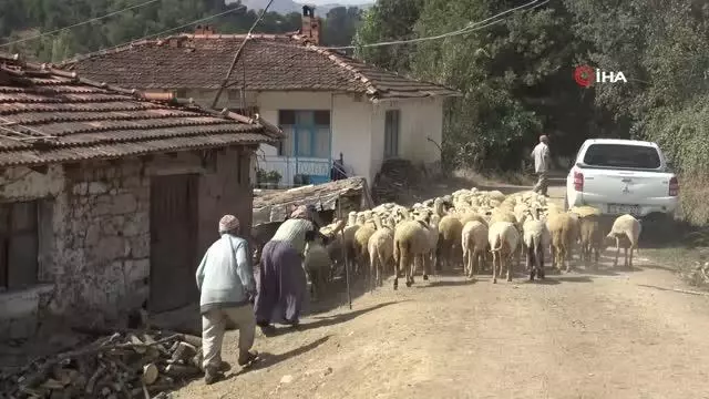 Büyükşehir Belediyesi'nden hayvan üreticilerine ilaçlama desteği