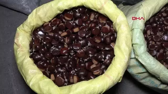 DÜZCE KUZU KESTANESİ PAZARA İNDİ