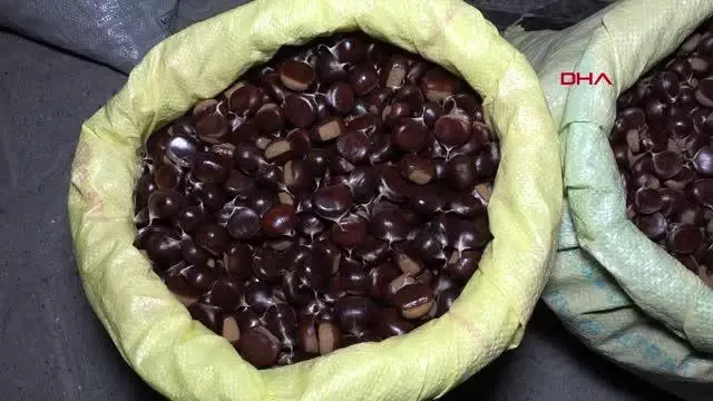 DÜZCE KUZU KESTANESİ PAZARA İNDİ