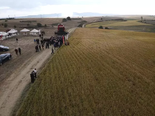 Çeltiğin başkenti İpsala'da damlama sulama yöntemi ile İlk defa ekilen çeltiğin hasadı yapıldı