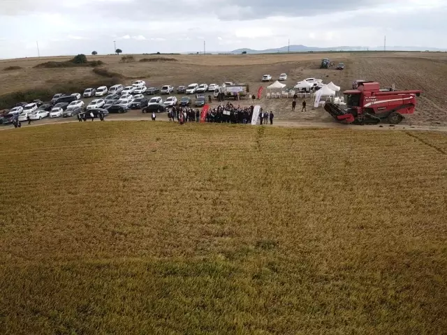 Çeltiğin başkenti İpsala'da damlama sulama yöntemi ile İlk defa ekilen çeltiğin hasadı yapıldı