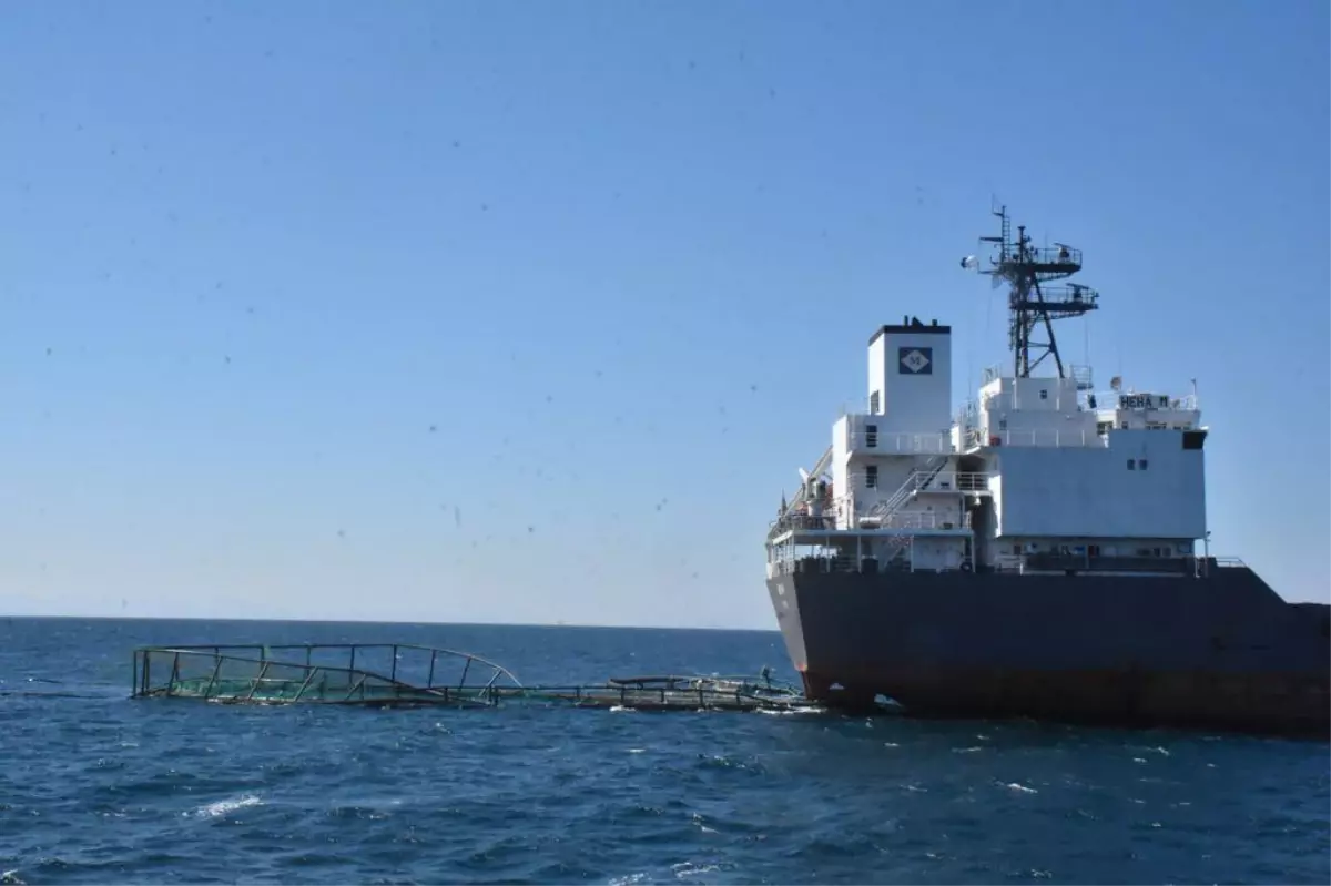 Muğla'da kuru yük gemisi balık üretim çiftliğinin havuzuna çarptı