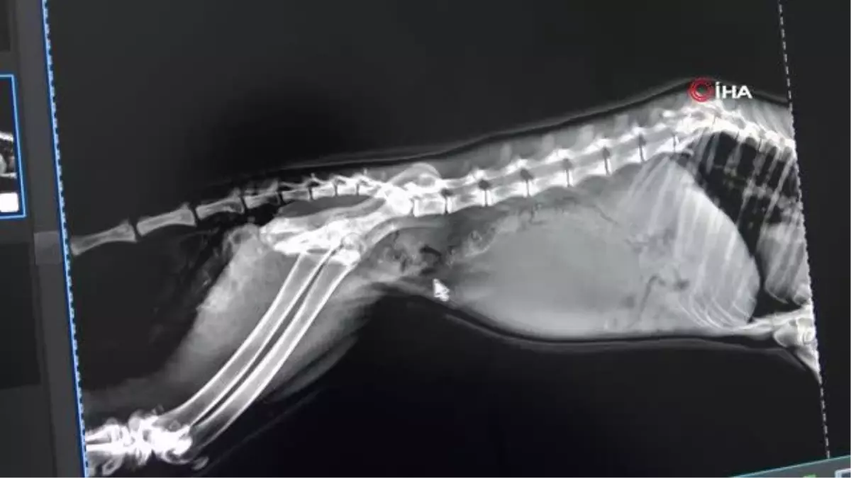 Otomobilin çarptığı Kızıl tilki tedavi altına alındı