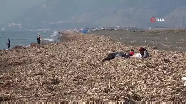 Samandağ Sahili'nde bu kez de 'su sümbülleri' krizi yaşanıyor