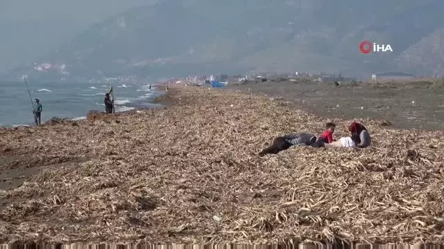 Samandağ Sahili'nde bu kez de 'su sümbülleri' krizi yaşanıyor