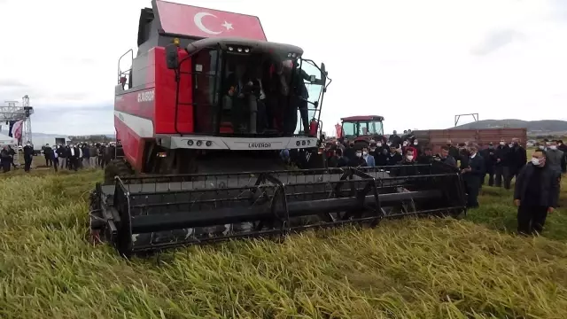 Son dakika! ÇANAKKALE - Tarım ve Orman Bakanı Pakdemirli, Çanakkale'de damla sulamayla ekilen çeltiğin hasadına katıldı Açıklaması