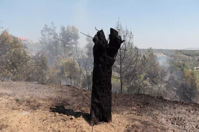 Son dakika haberi: Ormanlık alanda başlayıp zeytin bahçesine sıçrayan yangın söndürüldü