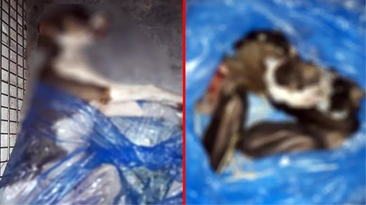 Vahşet değil de ne? Zehirleyerek öldürdükleri 4 köpekten birinin derisini yüzmüşler