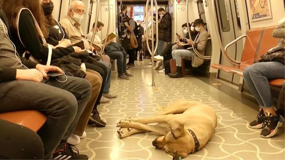 Mikroçip takılan Boji böyle takip ediliyor! İstanbul'u karış karış gezip bir günde 29 durak kullanıyor