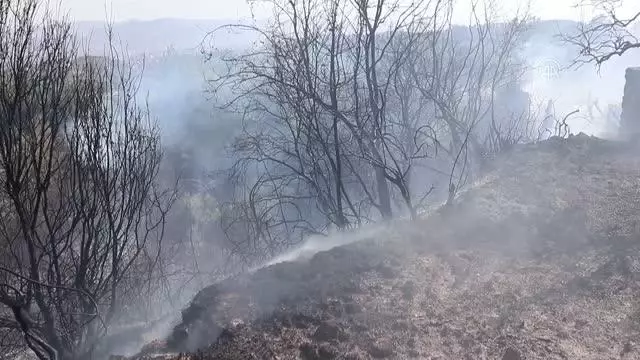 Son dakika haberi: Ormanlık alanda başlayıp zeytin bahçesine sıçrayan yangın söndürüldü