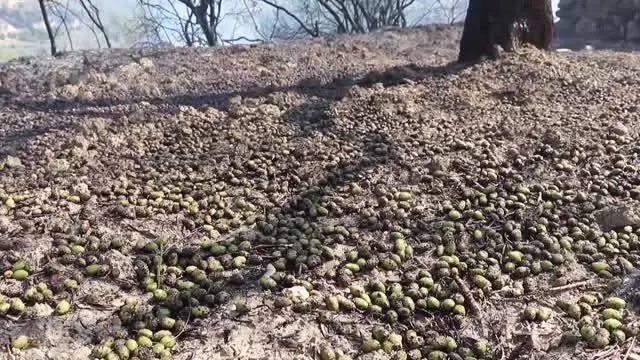 Son dakika haberi: Ormanlık alanda başlayıp zeytin bahçesine sıçrayan yangın söndürüldü
