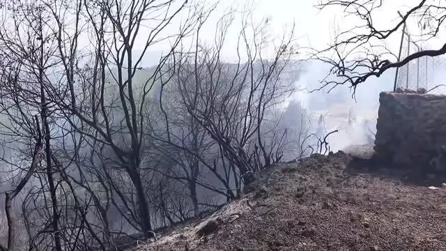 Son dakika haberi: Ormanlık alanda başlayıp zeytin bahçesine sıçrayan yangın söndürüldü