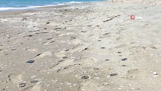 Samandağ sahilinde deniz çekilince petrol atıkları iyice ortaya çıktı