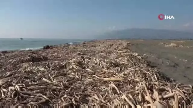 Samandağ sahilinin krizi bitmiyor