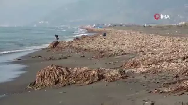 Samandağ sahilinin krizi bitmiyor