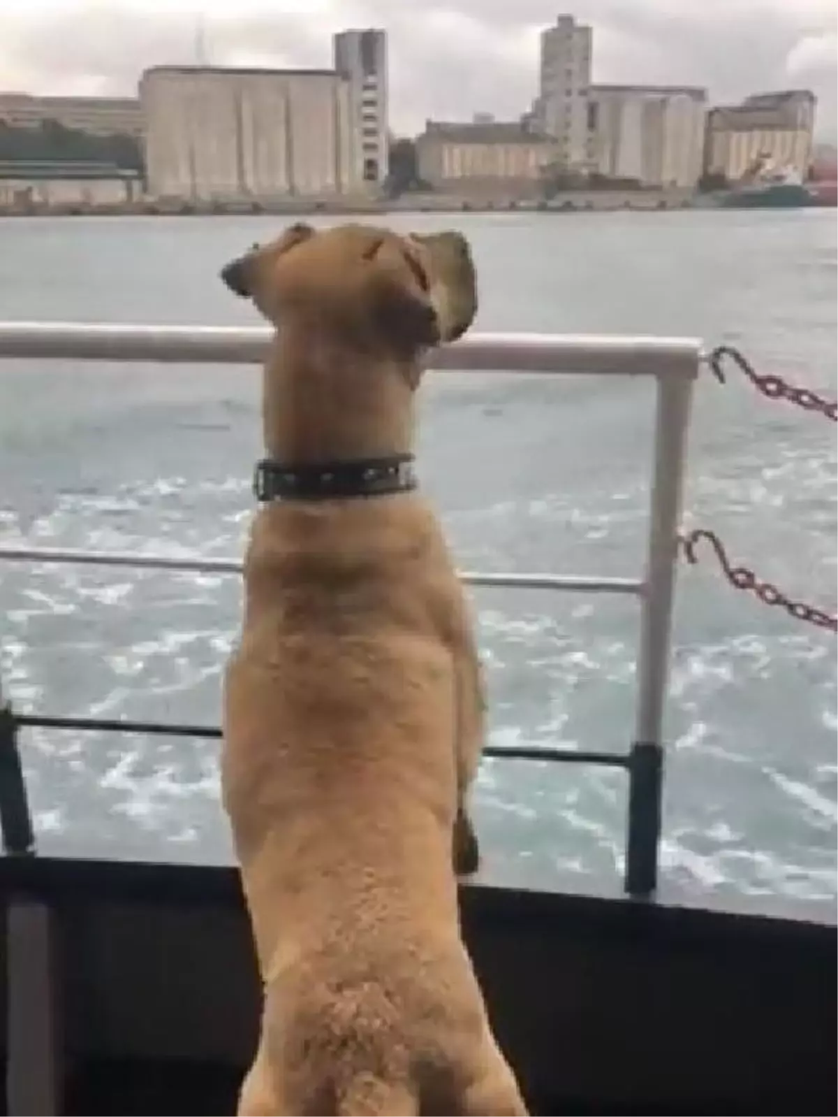 Boji bu sefer vapurda