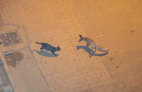 MARDİN'DE TİLKİLER SOKAKTA YİYECEK ARARKEN GÖRÜNTÜLENDİ