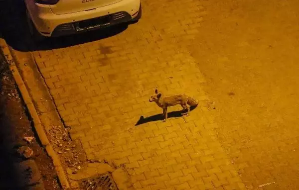 MARDİN'DE TİLKİLER SOKAKTA YİYECEK ARARKEN GÖRÜNTÜLENDİ