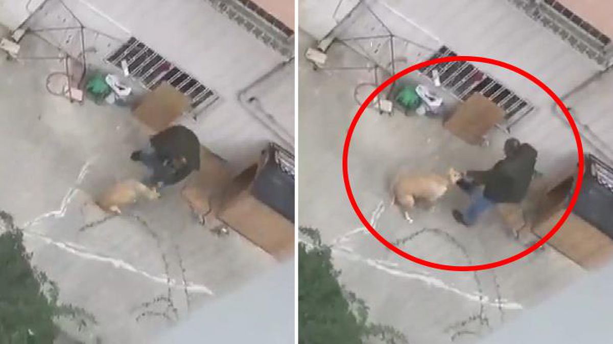 Tepki çeken görüntüler! Doktor, kulübeden çıkardığı köpeğini yumrukladı