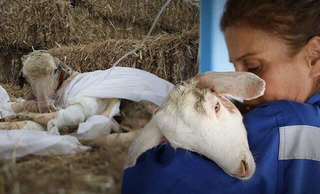 4 Ekim Dünya Hayvanları Koruma Günü nedir? Dünya Hayvanları Koruma Günü amaçları nelerdir? Dünya Hayvanları Koruma Günü tarihi! 4 Ekim Dünya Hayvanları Koruma Günü nedir? Dünya Hayvanları Koruma Günü amaçları nelerdir? Dünya Hayvanları Koruma Günü tarihi!