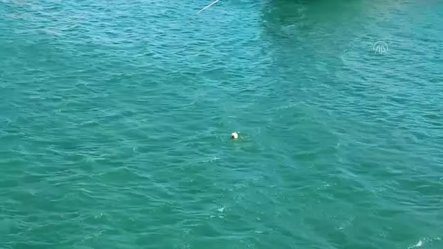 BALIKESİR - Ayvalık'ta yunusun şamandırayla oyunu drone ile görüntülendi