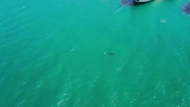 BALIKESİR - Ayvalık'ta yunusun şamandırayla oyunu drone ile görüntülendi