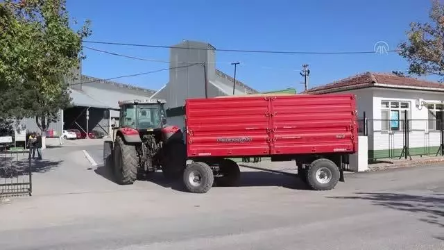 Çeltik üreticileri ürünlerini TMO'ya getirmeye başladı