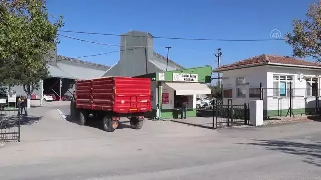 Çeltik üreticileri ürünlerini TMO'ya getirmeye başladı