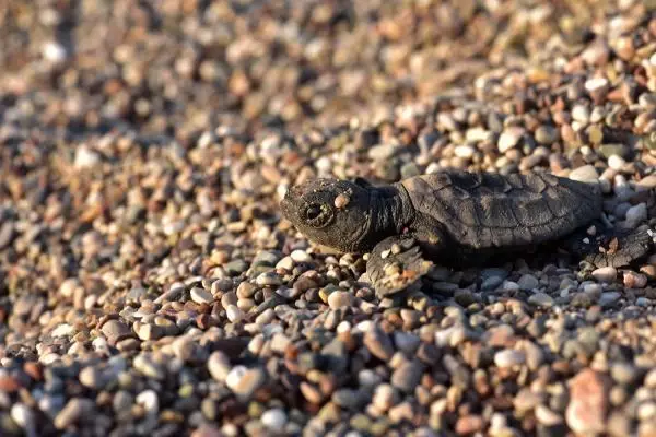 ÇIRALI'DA 3 BİN 24 YAVRU CARETTA CARETTA DENİZLE BULUŞTU