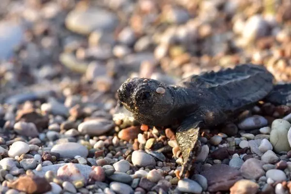 ÇIRALI'DA 3 BİN 24 YAVRU CARETTA CARETTA DENİZLE BULUŞTU