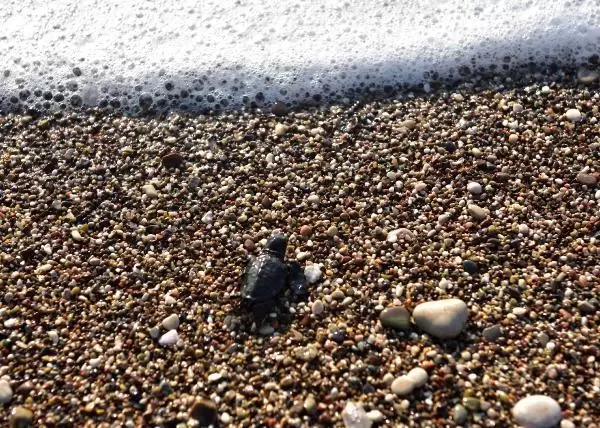 ÇIRALI'DA 3 BİN 24 YAVRU CARETTA CARETTA DENİZLE BULUŞTU