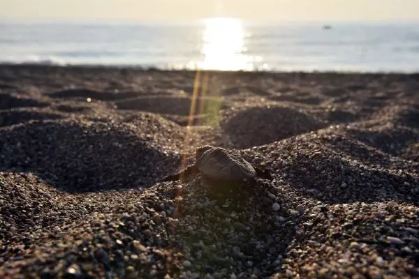 ÇIRALI'DA 3 BİN 24 YAVRU CARETTA CARETTA DENİZLE BULUŞTU