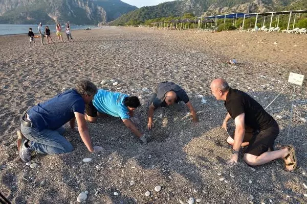ÇIRALI'DA 3 BİN 24 YAVRU CARETTA CARETTA DENİZLE BULUŞTU