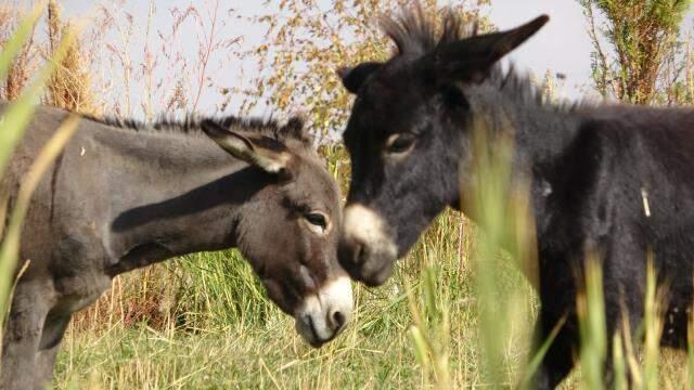 Türkiye'de nadir bilinen melez hayvan: Bardo