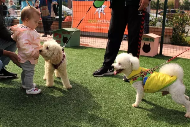 Hayvanları Koruma Günü'nde Pendik'te PatiFest düzenlendi