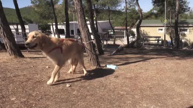 Kahramanmaras Ogrenciler Barinaktaki Sokak Hayvanlarini Ziyaret Etti Haberler