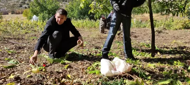 Bin 200 rakımda ceviz hasadı başladı! Kilosu 30 liraya bir yıl önceden satılıyor Bin 200 rakımda ceviz hasadı başladı! Kilosu 30 liraya bir yıl önceden satılıyor
